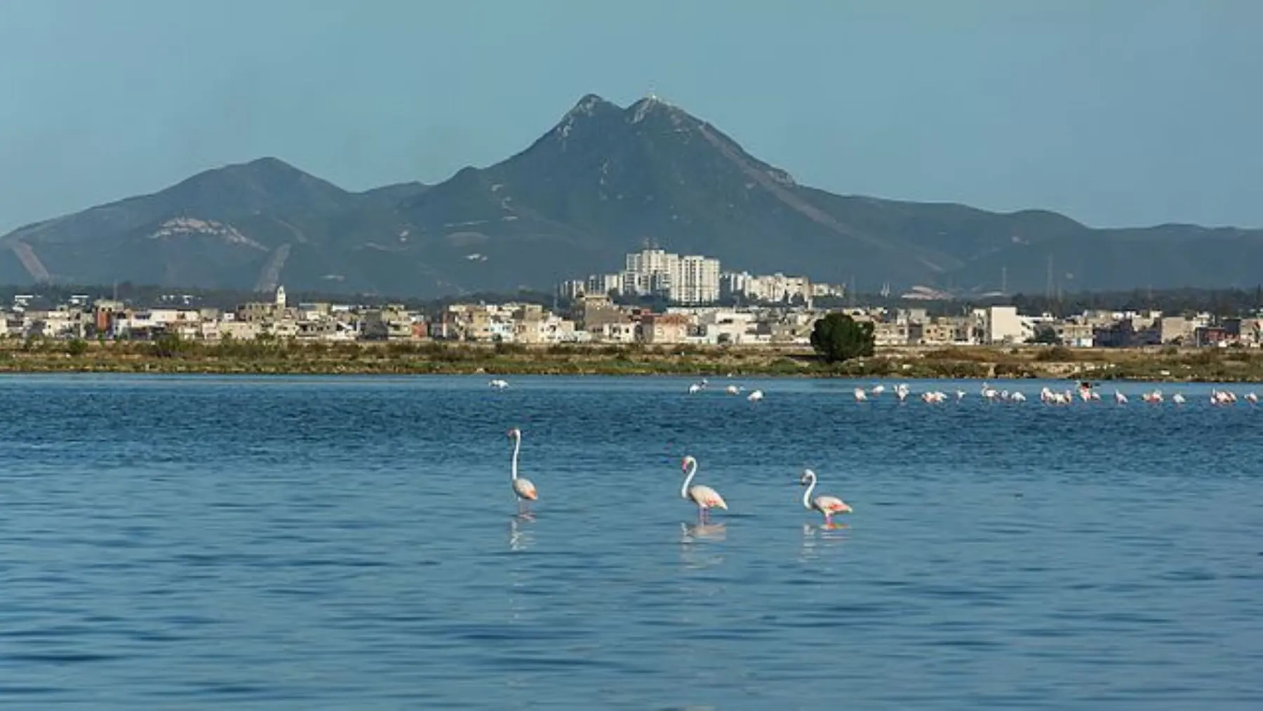 Flamants roses sur le lac de Tunis